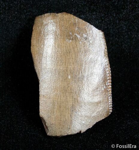 Partial Serrated Tyrannosaurid Tooth - T-Rex #3003